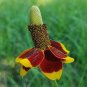 1/2 oz Mexican Hat Seeds, Heirloom Daisy Seeds, Bulk Wildflower Seeds 26,000ct Plantations