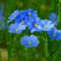 1 oz Blue Flax Seeds, Heirloom Wildflowers, Blue Flowers, Bulk Seeds 20,000ct Plantations