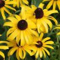 1 oz Black Eyed Susans Seeds, Bulk Flower Seeds, Heirloom Non-GMO, About 80,000 Plantations