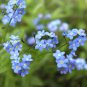 1/4 oz Forget Me Not Seeds, Myosotis Sylvatica, Non-GMO Bulk Seeds 11,250ct Plantations