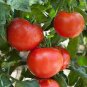 1/4 oz Tomato Seeds, Delicious, Non-Gmo Heirloom Seed, Huge Tomatoes 2,500ct Plantations