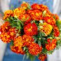 1 oz Mixed Marigold Seeds, Sparky, Heirloom French Marigolds, Bulk Seed 12,000ct Plantations