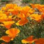 1 oz Orange Poppy Seeds, Non-GMO Orange Poppies, Bulk Poppy Seed, Approx 15,500 Plantations