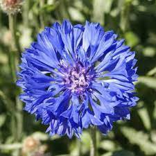 1 oz Blue Bachelor Button Seeds,Tall Blue Cornflower Seeds, Bulk Flower 6000ct Plantations