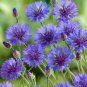 1 oz Blue Bachelor Button Seeds,Tall Blue Cornflower Seeds, Bulk Flower 6000ct Plantations