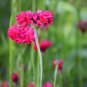 1 oz Red Bachelor Button Seeds, Tall Red Cornflower Seeds, Bulk Flowers 6,000 ct Plantations
