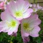 1 oz Pink Primrose Seeds, Pink Evening Primrose, Bulk Seed, approx 187,500 seeds Plantations