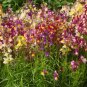 1 oz Snapdragon Seed, Northern Lights, Heirloom Non-GMO Bulk Seed, Aprx 102,500 Plantations