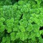 1/2 oz Parsley Seeds, Moss Curled, Heirloom Herbs, Bulk Herb Seed Non-GMO 9000ct Plantations