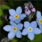 1/2 oz Forget Me Not Seeds, Myosotis Sylvatica, Non-GMO Bulk Seeds 22,500ct Plantations