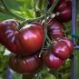 1/4 oz Black Tomato Seeds, Black Russian Krim, Heirloom Black Tomatoes, 2500ct Plantations