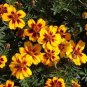 2 oz Dwarf Marigold Seed, Dainty Marietta, Bulk Marigold, Heirloom Seed 24,000ct Plantations