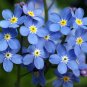 1 oz Forget Me Not Seeds, Myosotis Sylvatica , Non-GMO Bulk Seeds, Apx 45,000 Plantations