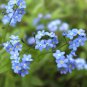 1 oz Forget Me Not Seeds, Myosotis Sylvatica , Non-GMO Bulk Seeds, Apx 45,000 Plantations