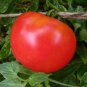 1 oz Tomato Seed, Rutgers, Non-Gmo Heirloom Tomato Seed, Dependable & Prolific Plantations