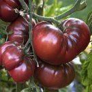 1/2 oz Black Tomato Seeds, Black Russian Krim, Heirloom Black Tomatoes, 5000ct Plantations