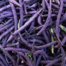 1 lb Purple Bean Seeds, Royal Burgundy, Heirloom Bush Beans, Non-Gmo 1400ct Plantations