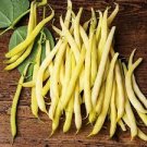 1 lb Yellow Bean Seeds, Gold Crop, Heirloom Beans, Bush Beans, Non-Gmo, 1400ct Plantations