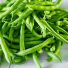 1 lb Bean Seeds, Kentucky Pole Beans, Non-Gmo Heirloom Bean, Green Beans 1400ct Plantations