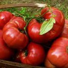 1 oz Tomato Seeds, Pink Brandywine, Pink Tomatoes, Heirloom Non-Gmo Tomatoes Plantations