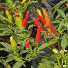1 oz Tabasco Pepper Seeds, Heirloom Non-Gmo Pepper Seeds, Tabasco Seeds 7500ct Plantations