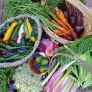 Vegetable Garden Seeds, Backyard Bounty, 30 Pk Special, Heirloom, Grow Your Own! Plantations