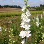250 White Delphinium Rocket Larkspur Flower Seeds ajacis Plantations