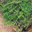 1oz Thyme Seeds Common Garden Culinary Herb Heirloom (Aprx 100,000 Seeds) Plantations