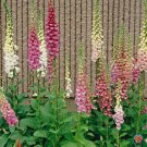 1oz FOXGLOVE Flower Seeds Digitalis Purpurea Lady's Glove Mixed colors 295,000 Plantations