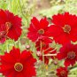 1oz Red Dwarf Plains Coreopsis Tinctoria Wildflower Flower Seeds (100,000 Seeds) Plantations