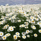 1oz DWARF SHASTA DAISY Chrysanthemum Flower Seeds "Silver Princess" Apx 24,000 Plantations