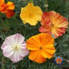 1oz MIXED CALIFORNIA POPPY Ballerina Mix Flower Seeds (Apprx 21,000 Seeds) Plantations
