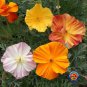 1oz MIXED CALIFORNIA POPPY Ballerina Mix Flower Seeds (Apprx 21,000 Seeds) Plantations
