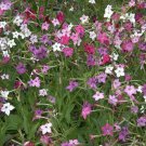 1oz NICOTIANA Alata Flowering Tobacco Flower Seeds Sensation Mix (247,000 SEEDS) Plantations