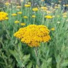 1oz Gold Yarrow Flower Seeds Yellow Achillea Millefolium Herb (174,000 Seeds) Plantations