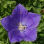 1oz Tussock Bellflower Flower Seeds Campanula carpatica Perennial (360,000 Seed) Plantations
