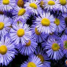 1oz FLEABANE DAISY Erigeron Speciosus Flower Seeds (Approx 118,000 Seeds) Plantations