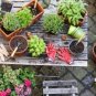 20 Different Herb Seeds Collection kit - Grow a Culinary Herbs Garden 6000+ Seed Plantations
