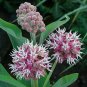 1oz Butterfly Milkweed Seeds Showy Pink Asclepias speciosa (Appx 5,400 Seeds) Plantations