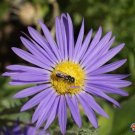 1oz Prairie Aster Tahoka Daisy Seeds Violet Blue Purple (Apprx 25,000 Seeds) Plantations