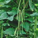 1 Lb Yard Long Bean seeds Asian Chinese String beans NON-GMO Treated Seed Plantations