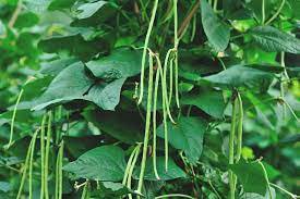1 Lb Yard Long Bean seeds Asian Chinese String beans NON-GMO Treated Seed Plantations