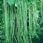 1 Lb Yard Long Bean seeds Asian Chinese String beans NON-GMO Treated Seed Plantations