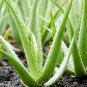 2 Aloe Pups Vera Barbadensis Miller - Medicinal Natural Healing - Rooted Plant Plantations