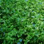 Spiderwort Day Lily Blue Flower - Commelina Wandering Jew Plant - 5x Cutting Plantations
