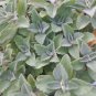 Plectranthus Neochilus Fuzzy Lobster Flower Swedish Ivy Spur Flower 5x Cuttings Plantations