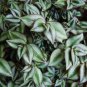 Violet Hill Tradescantia Zebrina - Trailing Wandering Jew Houseplant - Easy Care Plantations