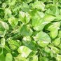 Golden Queen Pothos Vine - Devil's Ivy Snake Plant - House - Easy Care Cutting Plantations