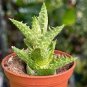 Aloe Juvenna 'Tiger Tooth' - 2" Starter Plant Pot Plantations