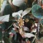 Polynesian Ivy - Satin Pellionia Pulchra - Variegated Low Light House Plant Plantations
